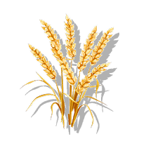 Grain